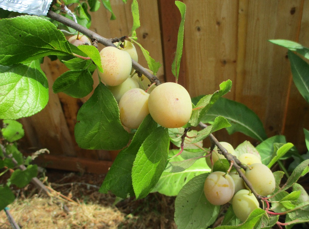 GGplum aug16