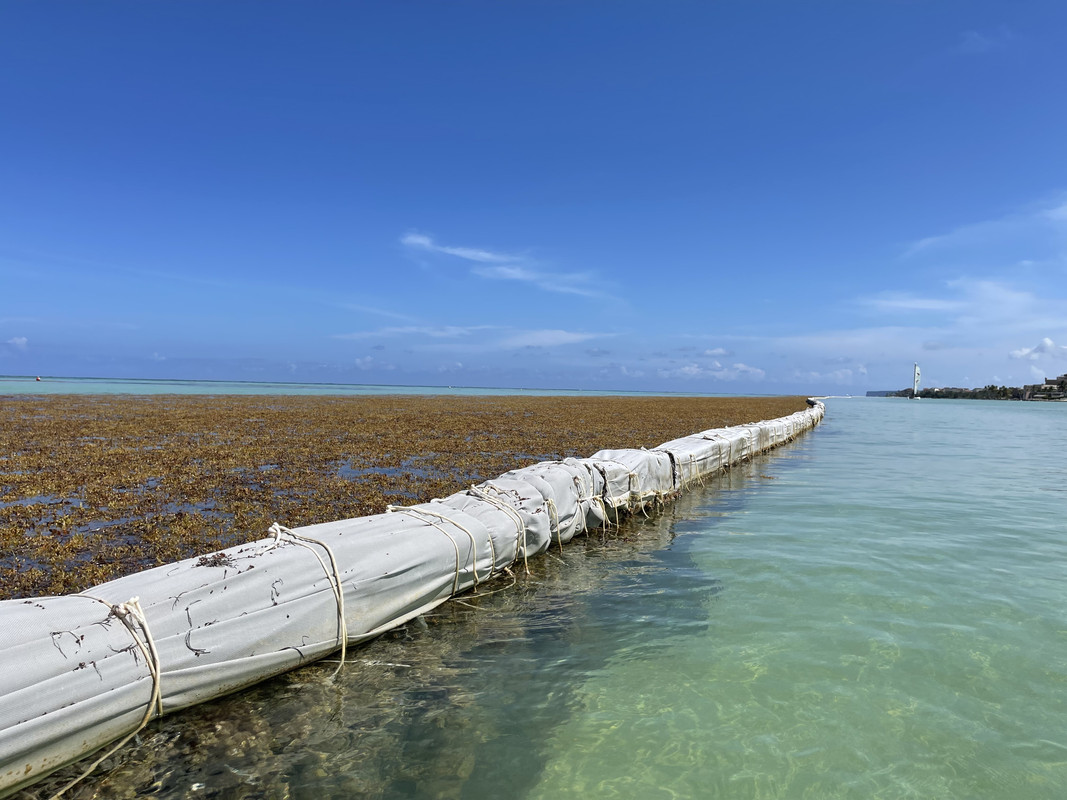 Punta Cana. Damn the seaweed. Travel