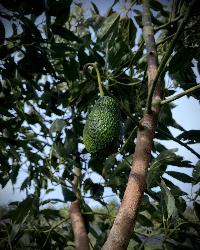 Aguacate premium de Guacanorth en Cantabria