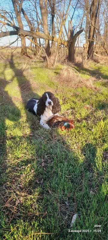 Бабочка из Нижнерусского хутора