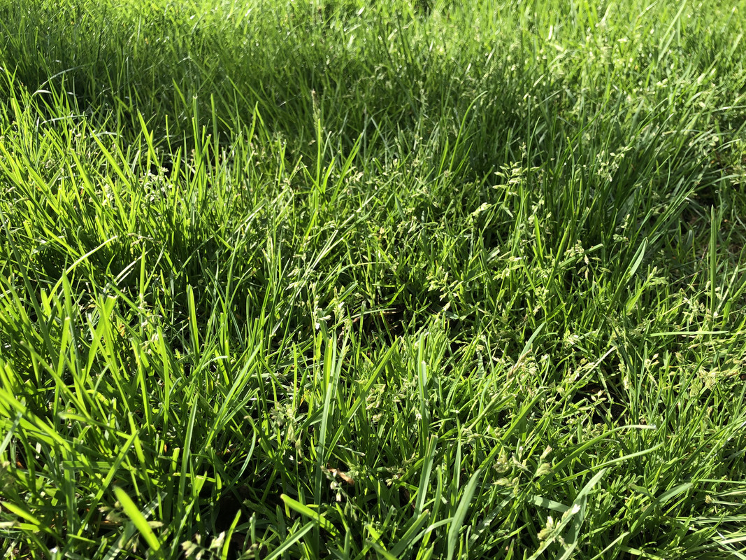 Low height seed head grass identification | Lawn Care Forum