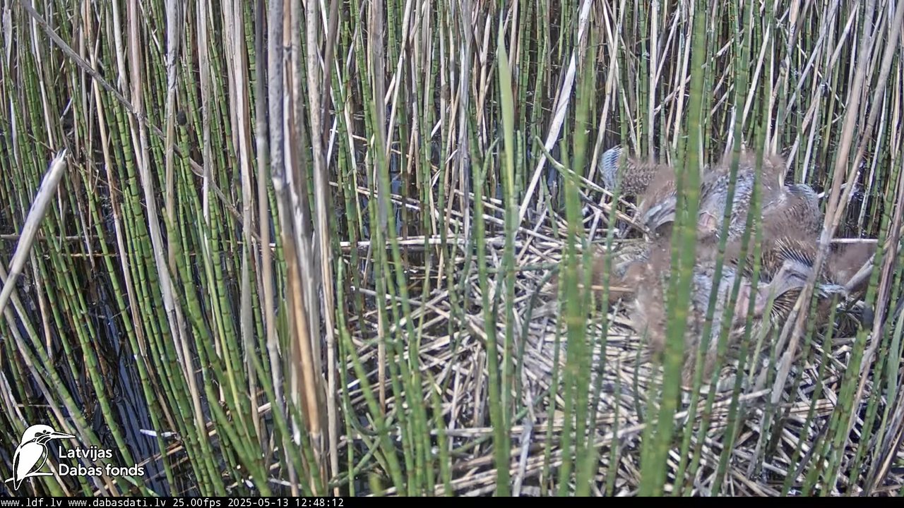 LDF Lielais dumpis (Botaurus stellaris) Zemītes pagastā 14-18-2 screenshot