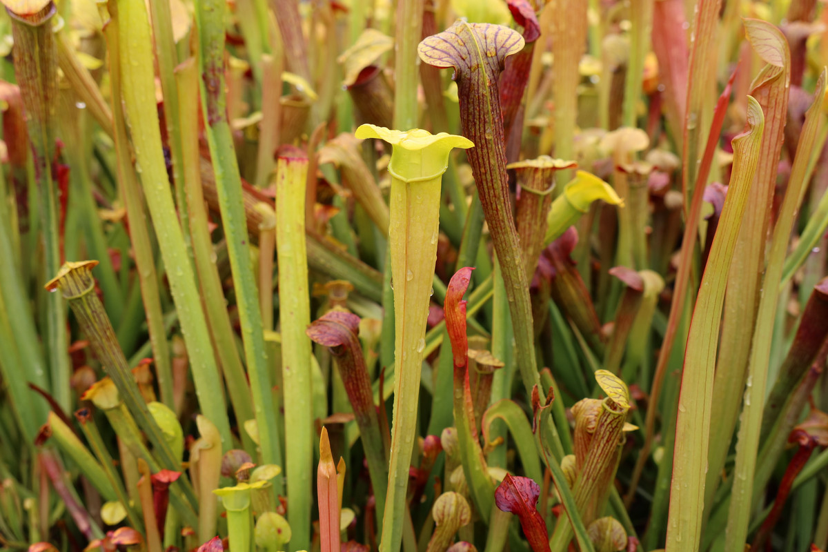 veinless, 2021-07-27 — green patches reminiscent of minor okee giant