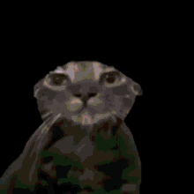 https://i.postimg.cc/65mfc2p7/tenor.gif
