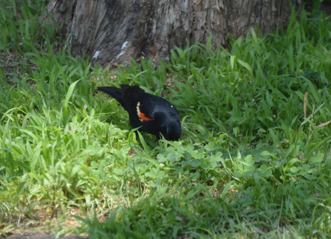 2021-7-4 Redwing Blackbird (3)