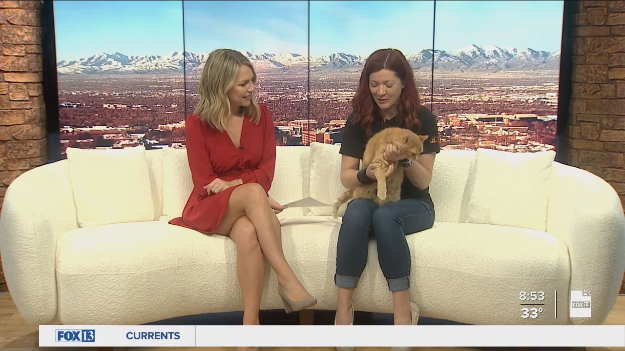 03.10 - 14.00.00 - FOX13 News  Good Day Utah 8AM  ᴺᵉʷ. Utah news, wea....ts_snapshot_55.11.554