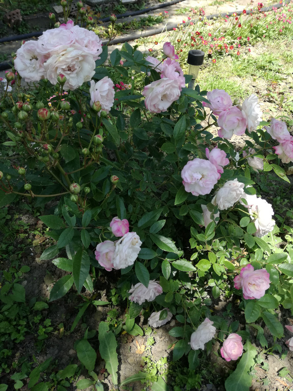 IMG_20190526_124054
