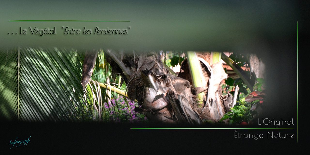 Entre les persiennes Nature