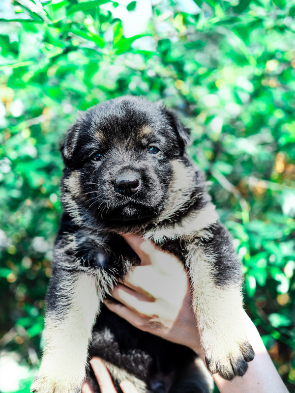 P6070355-кобель3