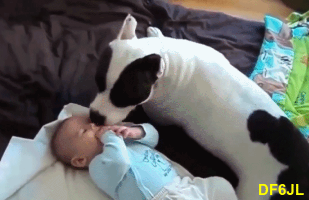 Hund-Baby-02