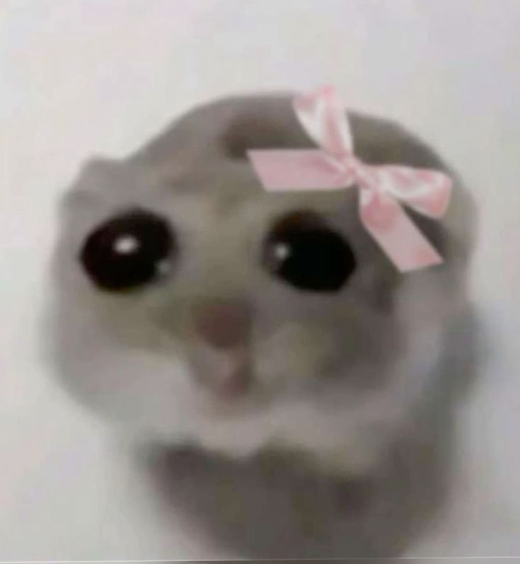 hamster with a bow