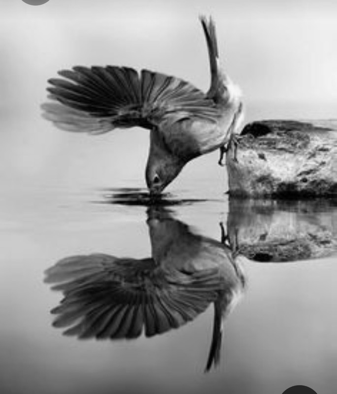 Screenshot_20230401_010647_Pinterest