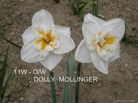 N-Dolly-Mollinger.jpg