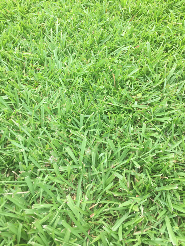 Grassy weed identification in Centipede lawn and tips The Lawn Forum
