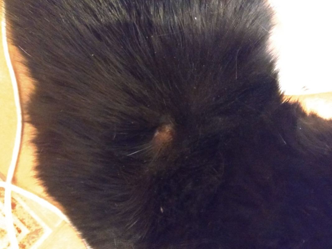 Крот аллергия3