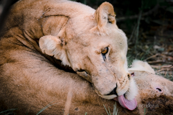 Moremi: la joya de la corona, donde te emocionarás a cada instante. - Botswana y Cataratas Victoria: la esencia de África y maravilla natural (7)