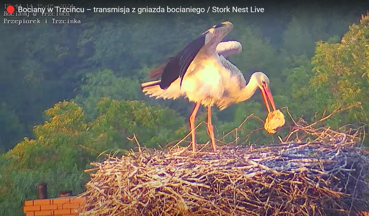 bocianek