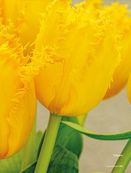 il Mio Giar Apr 2020 (8)