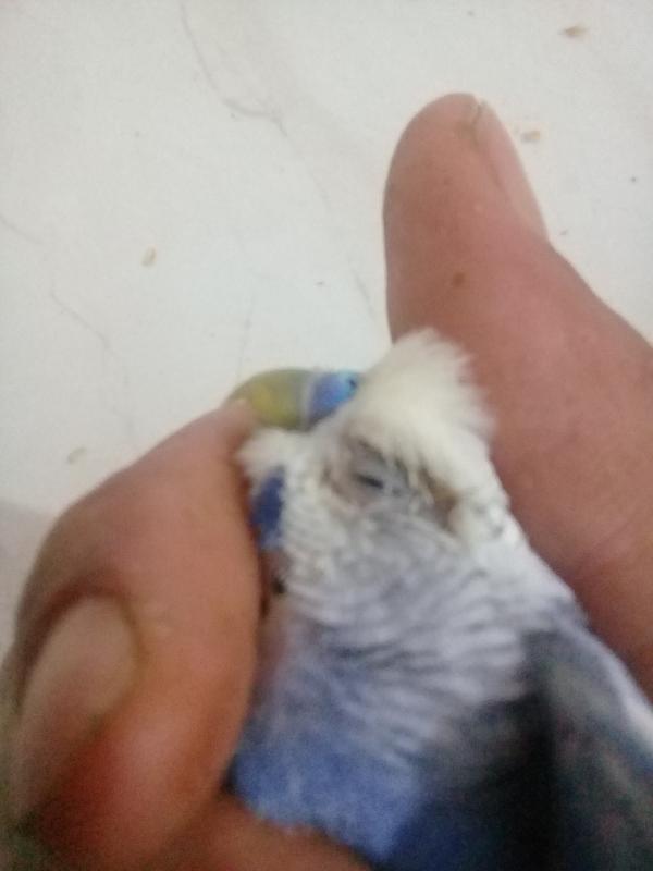 صورة
