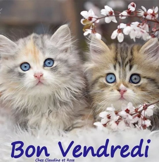 vendredi