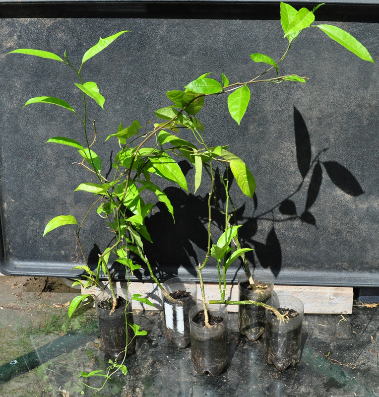 TFF Passiflora edulis (Purple) 2022