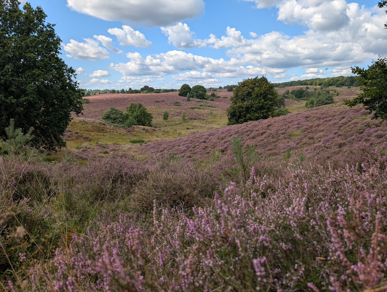 Трое в Амстердаме, не считая собаки. Переезд в Нидерланды.
