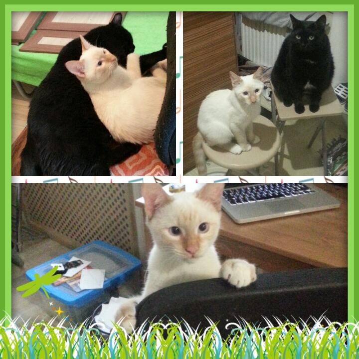 2016-03-02_15.26.27 (1)