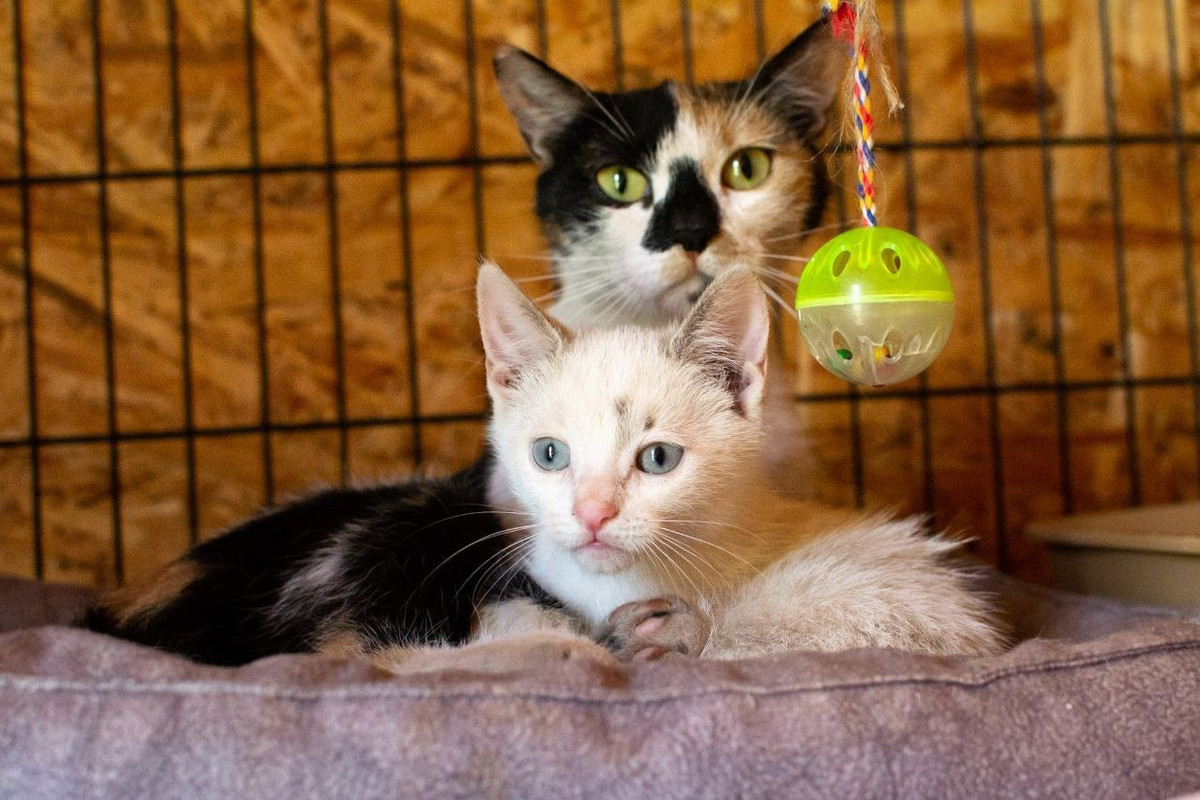 Анфисв-Айси