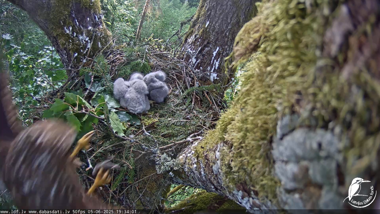 Melnās klijas (Milvus migrans) Kurzemē_ peļu klijāni (Buteo buteo) 16-51-12 screenshot