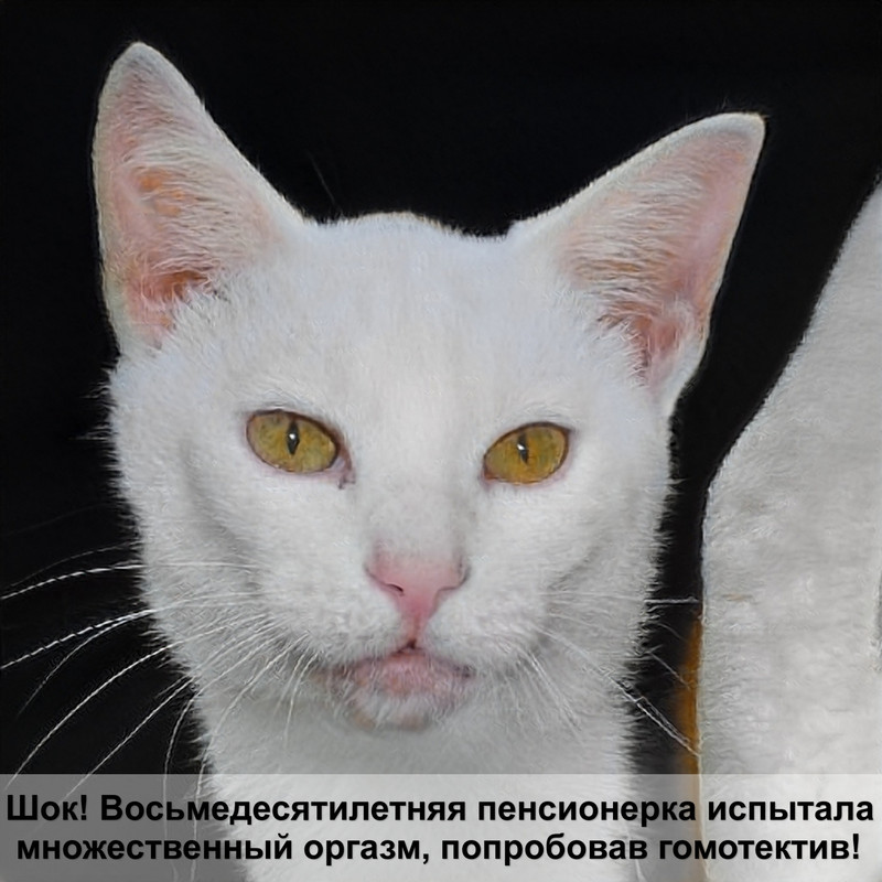 окрасы кошек чаузи