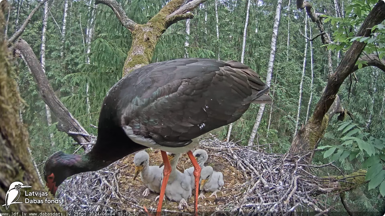 Screenshot 2024-06-04 at 12-20-41 (1) Melnais stārķis (Ciconia nigra) Ogres novadā - LDF tiešraide -