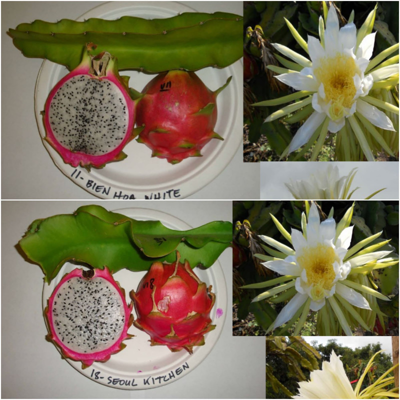 branch-shape-white-dragon-fruit.jpg