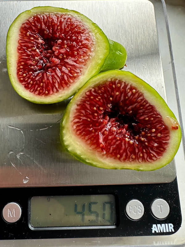 figs-879.jpg