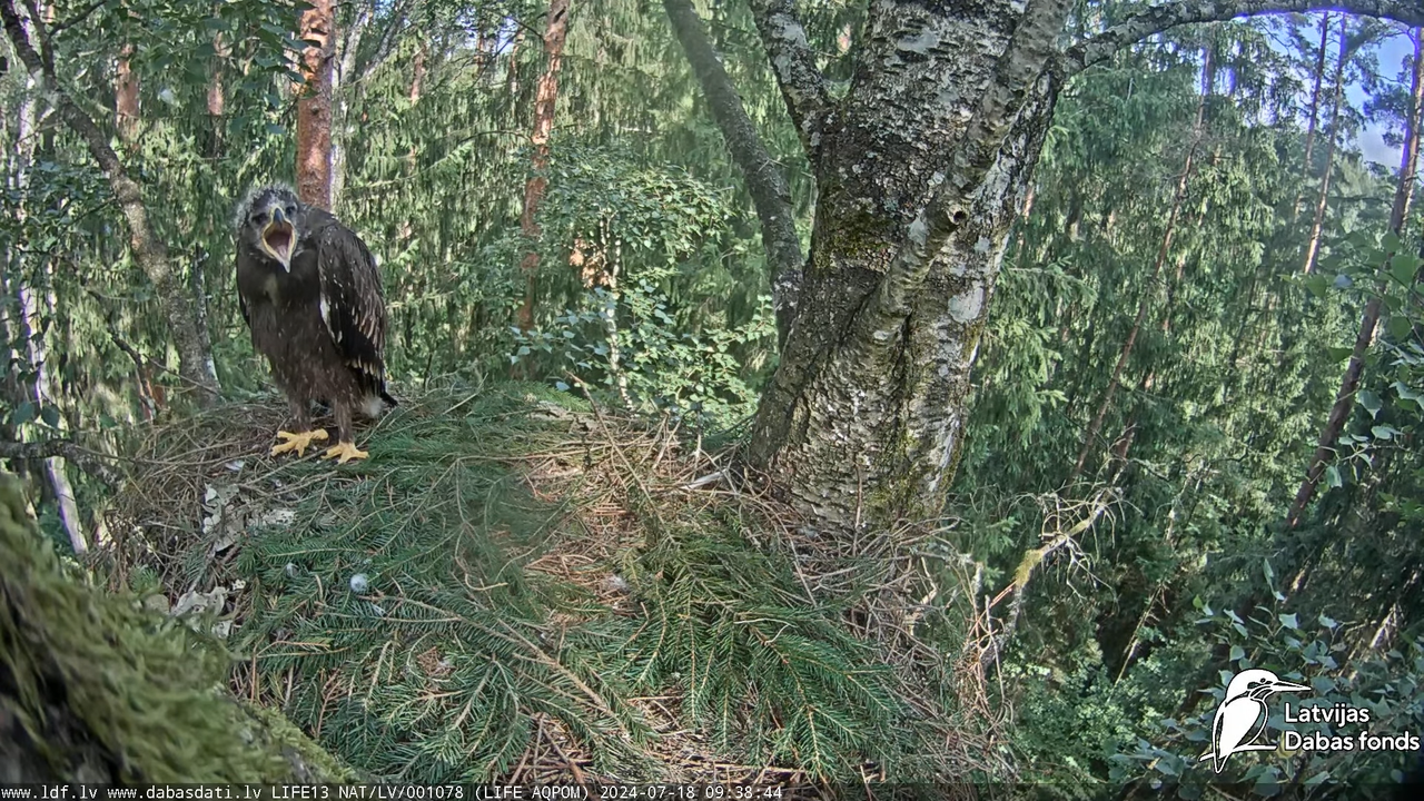 Mazais ērglis (Clanga pomarina), ligzda bērzā - LDF tiešraide 17-11-4 screenshot