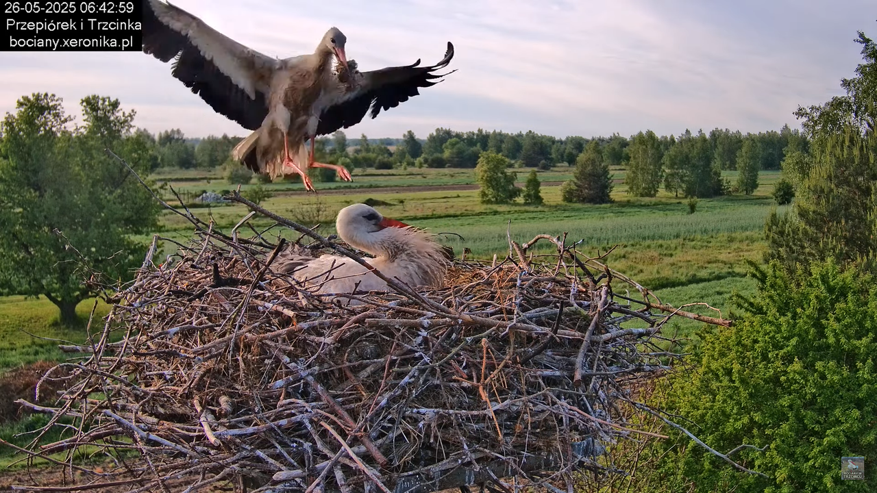 26052025bociany7