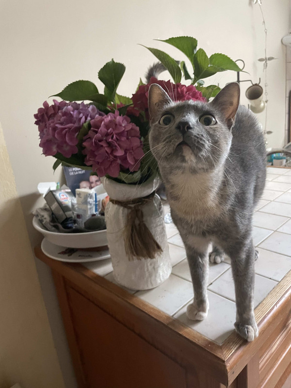 IMG-13c414bde2665c3a7a05ec844dc8126f-V