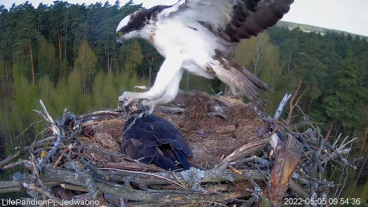 Rybołowy Online Puszcza Napiwodzko-Ramucka _ Ospreys Online in Napiwodzko-Ramucka Forest 2-19-42 scr