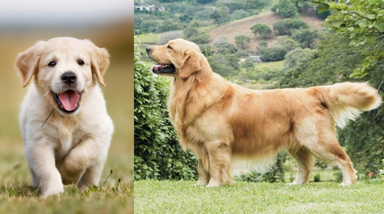 ¿Cuánto cuesta un Golden Retriever?