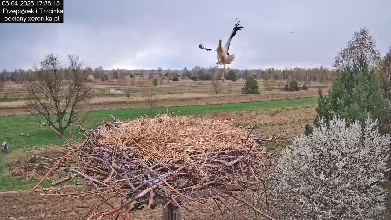 05042025paresekundwgniezdzie_34