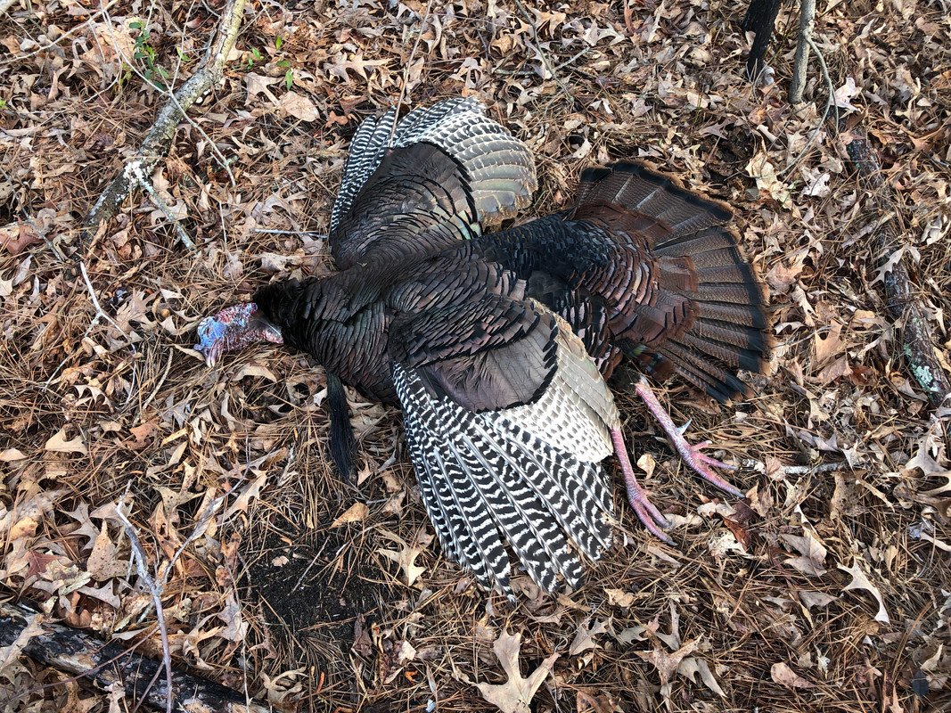 OSHC-4-15-19-Gobbler.jpg