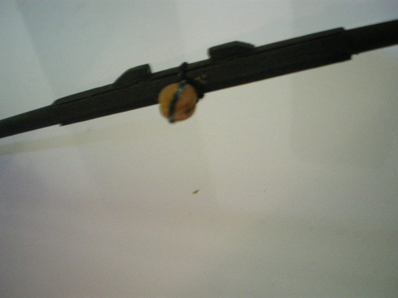 IMGP7488