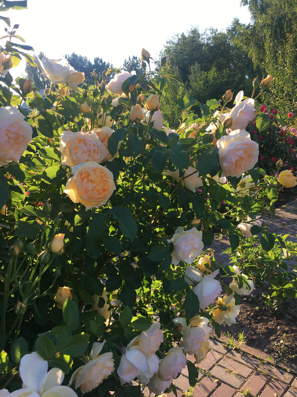 53C32514-6590-4BBC-9332-8DB5B9F003C2