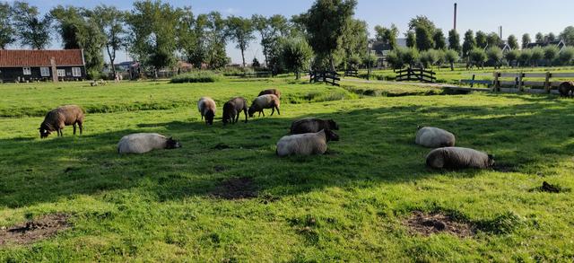 Cuarto dia: Ruta Waterland - Road Trip Holanda con niños (39)