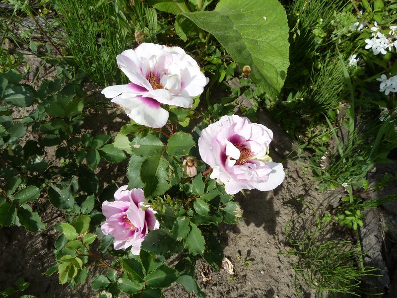 2013-06-13 Eyes for you