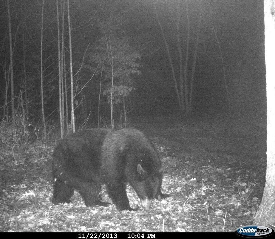 A good bear on my property SingleActions