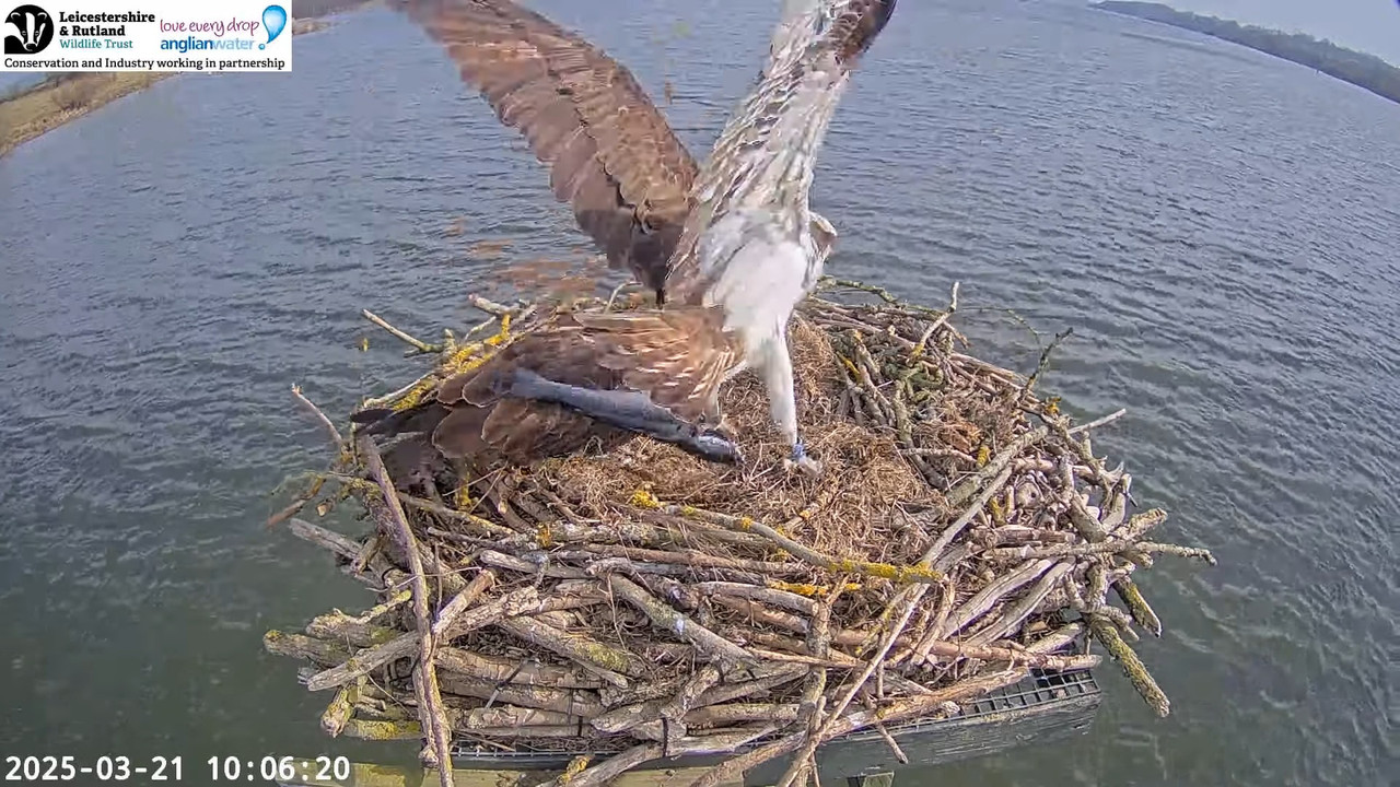 LRWT — Manton Bay Ospreys tiešraides tīmekļa kamera (platleņķa) 13-43-51 screenshot