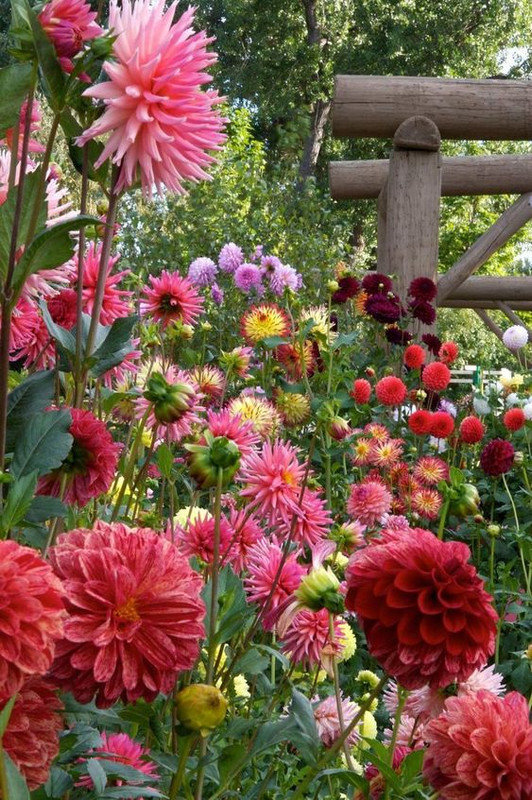 flowersmulti.jpg