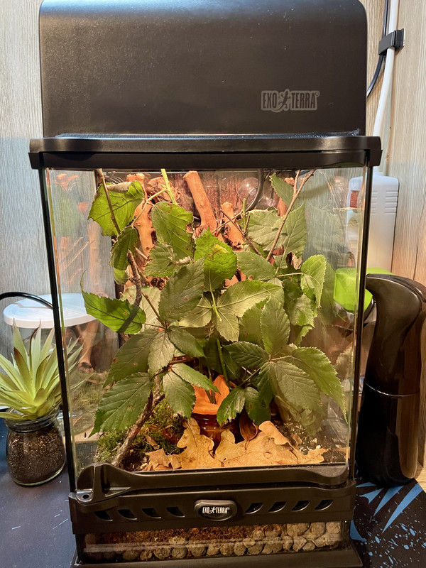 Terrarium Blätter