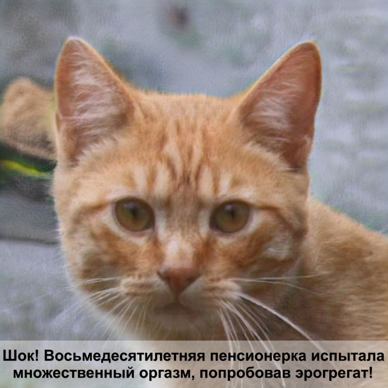 беременная кошка сфинкс