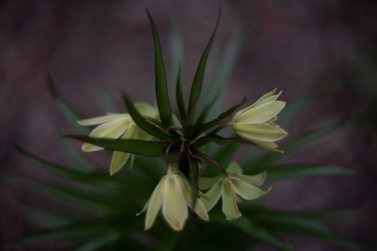 IMG b4b1977d6917e1b3ca3bcd2fa2009099 V